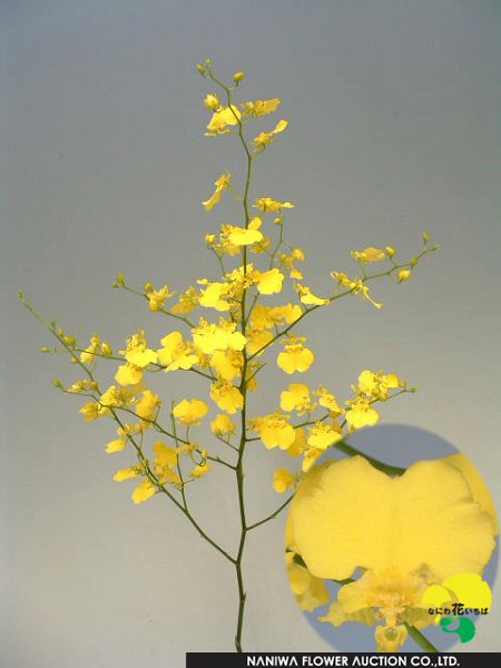 Oncidium Honey Drop.jpg